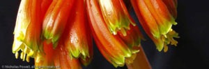 Clivia gardenii