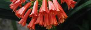 Dark Orange Interspecific Bells