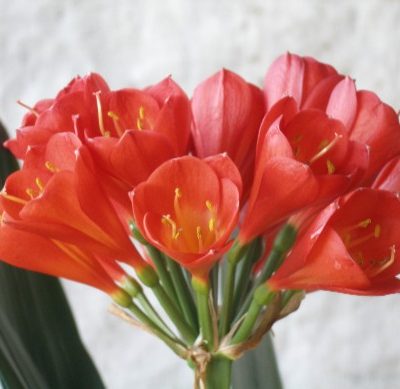 Belgium Hybrid miniata