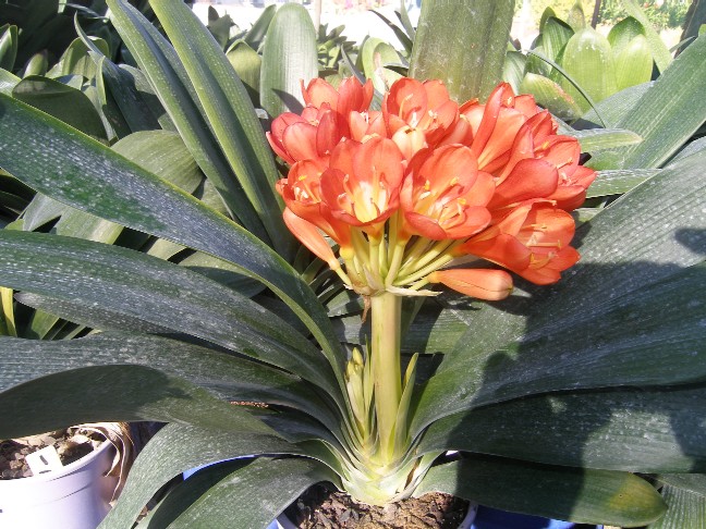 CHINESE FLOWER-2006-P8040054 - Stanmore Horticultural