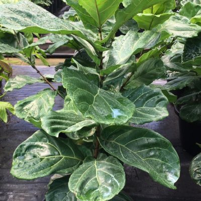 Fiddle Leaf Fig (Ficus lyrata)