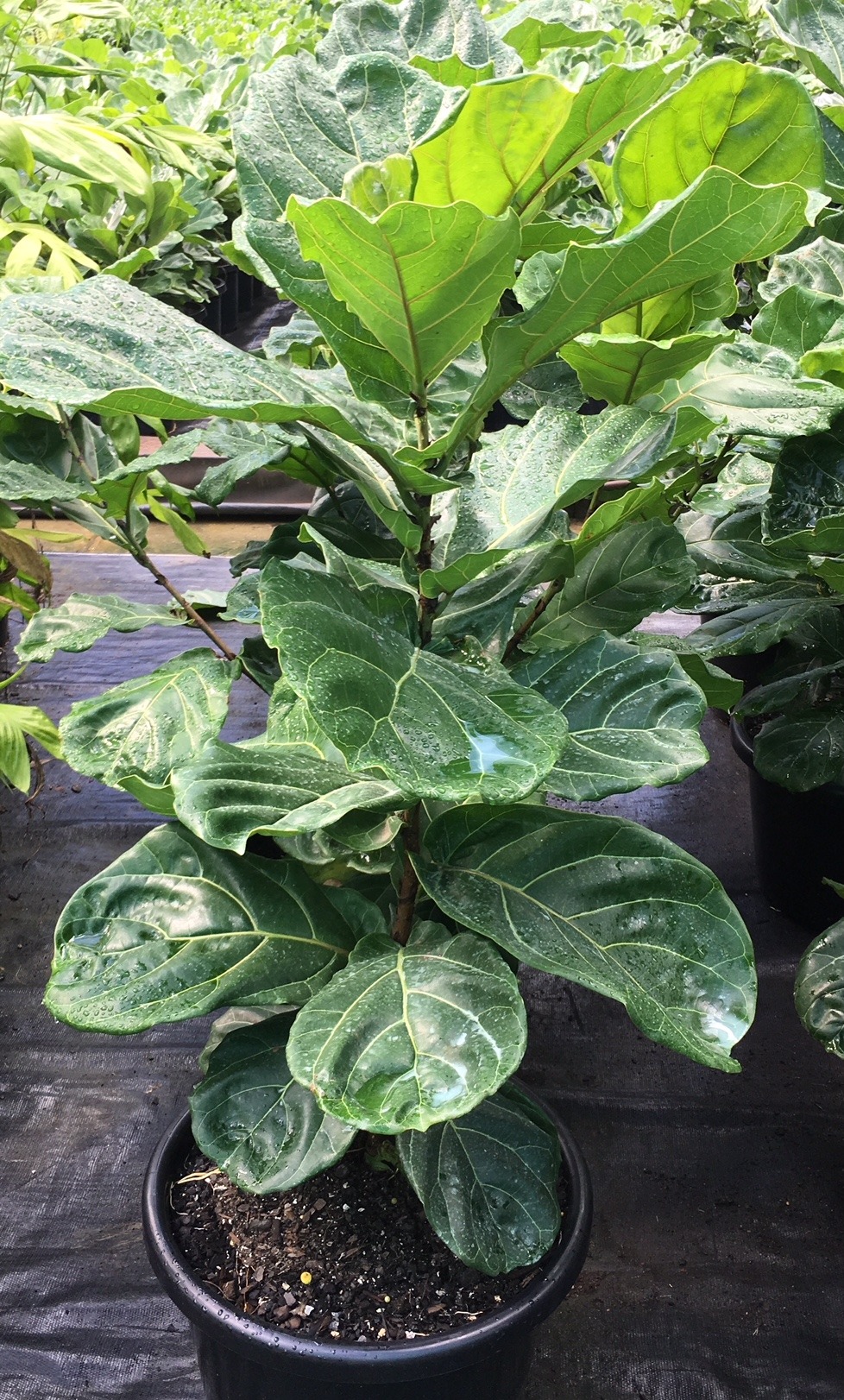 Fiddle Leaf Fig (Ficus lyrata) Stanmore Horticultural