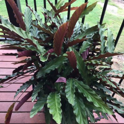 Calathea rufibarba