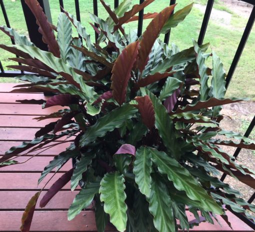 Calathea rufibarba