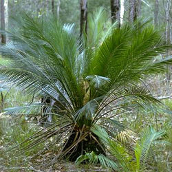 Burrawang Cycad (Macrozamia communis)