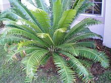 Gum Palm (Dioon spinulosum)