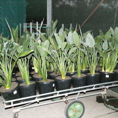 Strelitzia reginae (Bird of Paradise)
