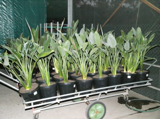 Strelitzia nicolai (Giant Bird of Paradise)
