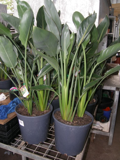 Reginae 250mm multi-PB220042