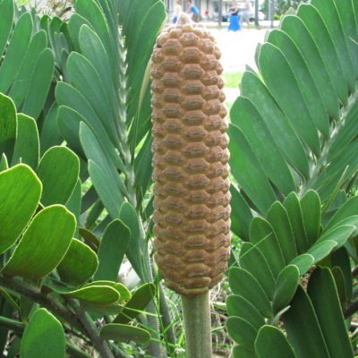 Cardboard Cycads (Zamia furfuracea)