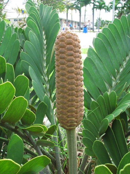 Cardboard Cycads (Zamia furfuracea)