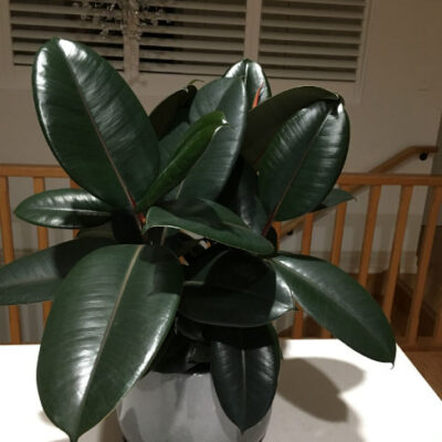Ficus Burgundy