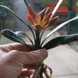 Black Clivia bottoms