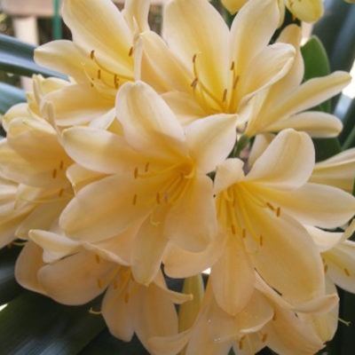 Clivia miniata Yellow