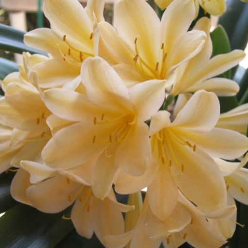 Clivia miniata Yellow