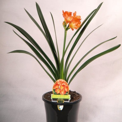 Landscape Clivia miniata