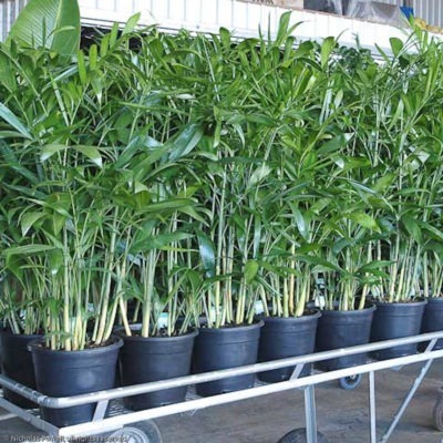 Bamboo Palm