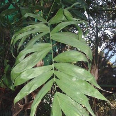 Chamaedorea klotzschiana or Bow Tie Palm