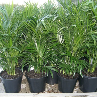 Cascade Palm