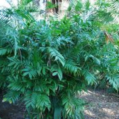 Chamaedorea microspadix or Mexican Bamboo Palm 250mm