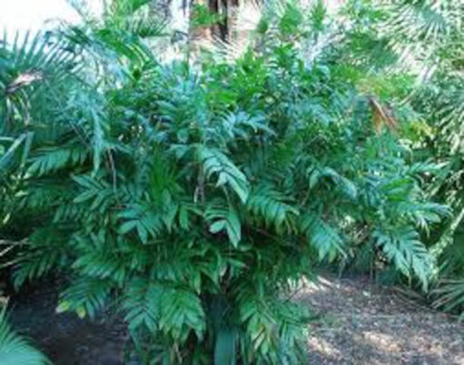 Chamaedorea microspadix or Mexican Bamboo Palm 250mm
