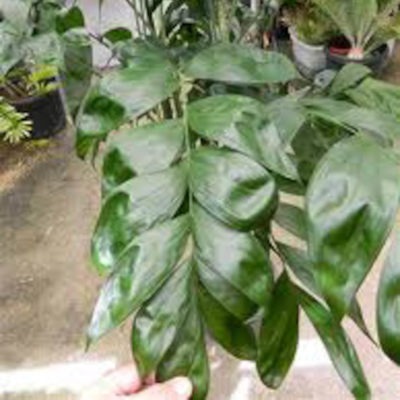 Chamaedorea oblongata or Slipper Palm 250mm